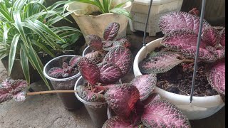 How to propagate Episcia Plant [upl. by Tnarg]