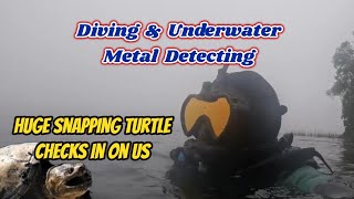 Huge Snapping Turtle Says Hi  Diving amp Underwater Metal Detecting Maine mondaydigs turtle maine [upl. by Notsrik592]