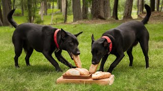 Paws of Theft Labradors Caught BreadHanded [upl. by Dlabihcra]