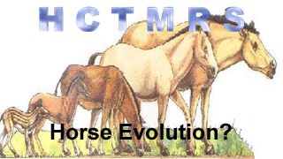 How Creationism Taught Me Real Science 56 Horse Evolution [upl. by Sumetra446]