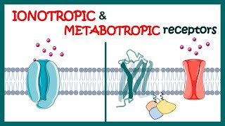 Ionotropic and Metabotropic receptors  Ionotropic receptors  Metabotropic receptors [upl. by Swamy755]