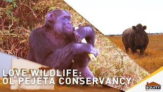 Love Wildlife Ol Pejeta Conservancy [upl. by Nylloh]