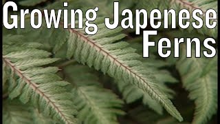 Japanese Painted Fern [upl. by Dinin871]