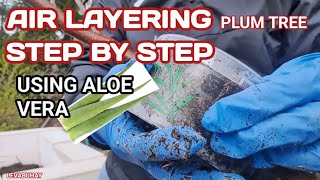 PLUM TREE PROPAGATION BY AIR LAYERING USING ALOE VERA  HOW TO MARCOT OR AIR LAYER A PLUM TREE [upl. by Shelden861]