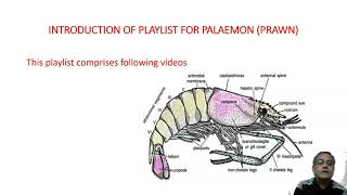 Introduction and structure of Prawn [upl. by Krenn425]