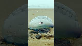 5 Shocking Facts About the Portuguese Man O War 2024 10 20 2 [upl. by Ykcul]