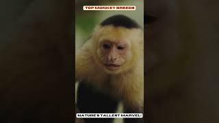 Top Monkey Breeds Characteristics Habitats and Fascinating Facts [upl. by Mil]