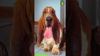 Basset Hound 🐶 Most Laziest Dog Breed on The Planet 6100 shorts [upl. by Fontana927]