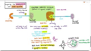 153 Sensory Neurone amp Motor Neurone Cambridge AS A Level Biology 9700 [upl. by Julita]