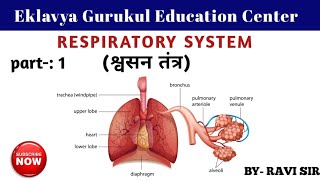 Respiratory system  Human respiratory System  inhaled amp exhaled of gases  श्वसन तंत्र [upl. by Schiffman]