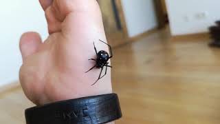 Handling Madagascan Black Widow [upl. by Eltsirc]