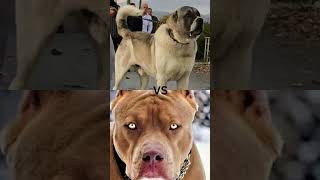 Pitbull vs Kangal vs Caucasian shepherd dogfights [upl. by Clotilde]