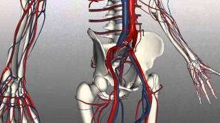 Veins of the body  PART 2  Anatomy Tutorial [upl. by Raleigh]