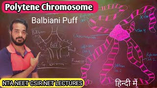 Polytene Chromosome  Structure and function of Polytene Chromosome  Balbiani ring and puff  NEET [upl. by Pages]