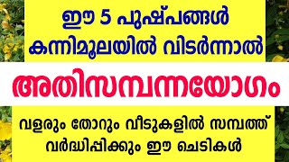 കന്നിമൂലയിൽ വളരുംതോറും വീടുകളിൽ സമ്പത്ത് വർദ്ധിപ്പിക്കുന്ന 5 ചെടികൾ Astrology malayalam [upl. by Anelhtak305]