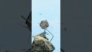 Dunlin  Кіркун вялікі birdwatching bird birdenthusiast wildlife urbanbirding [upl. by Hannahs659]