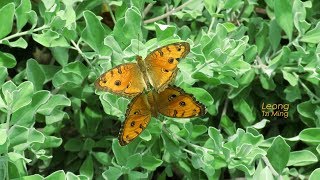 Peacock Pansy  Mating 11Oct2018 [upl. by Lindeberg]