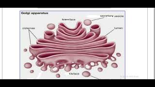 Golgi complex histology [upl. by Curr]