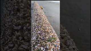 Goose barnacles [upl. by Cadmarr]