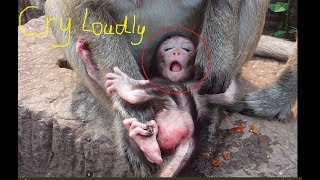 Ah Bad newborns mommy bite her baby monkey Why mommy bite it like this It cries so hurt [upl. by Ahsiekan965]