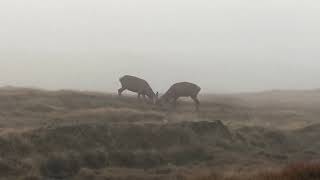 Four deer on the Isle of Lewis near Uig Outer Hebrides Scotland 4 [upl. by Susanne180]