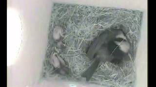 House wren attacks Chickadee nest box with chicks [upl. by Ellan]