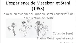 Expérience de Meselson et Stahl  explications [upl. by Drofnats]