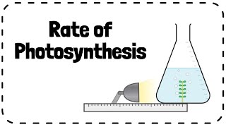 Investigating Rate of Photosynthesis Pondweed Required Practical  GCSE Biology Revision [upl. by Dann]