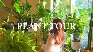 【PLANT TOUR】初心者におすすめの観葉植物インテリア10選  観葉植物のある暮らし  インテリアグリーン [upl. by Nerej]