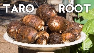 Growing Taro Root Plant  Tips amp Harvest [upl. by Galven363]