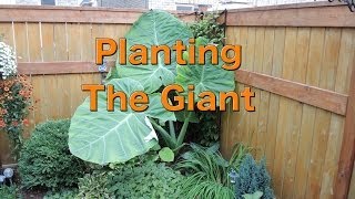 Planting a Giant Colocasia Gigantea Thailand Giant [upl. by Tifanie]