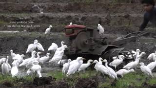 Nature and Trees Bird  Cattle Egrets [upl. by Ereveneug]