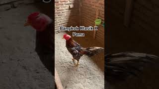 BK x Pama ayam pecintaayam viral viralvideo shorts ayamkampung birds bangkokklasik bangkok [upl. by Ydnat]