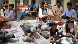 Birds Hand Feeding Tips  People Came To Visit Parrot Dipankar Bird Farm From 2000 km Away [upl. by Ecinaj]