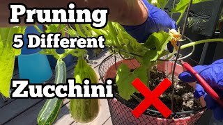 Zucchini Increase Production Prune amp Protect Squash Plant Grow Tons More to Harvest Container Garden [upl. by Aynotel439]