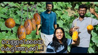 അവർ വെള്ളരിക്കയെ കെട്ടി തൂക്കി തളിപ്പറമ്പിൽ ചുമ്മാ ഒരു കറക്കം Village Vlogs  RJ Sooraj Kannur [upl. by Elisabet]