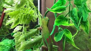 Gold Dust Day Gecko  Phelsuma Laticauda [upl. by Gnoy]