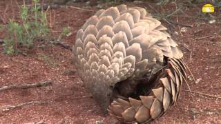 Pangolin Schuppentier im Tswalu Schutzgebiet Südafrika © Abendsonne Afrika [upl. by Gault]