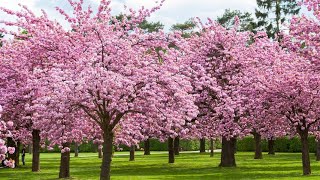 Blossoming Beauty Cherry Blossom Season Unveiled fypシ 2023 auckland newzealand [upl. by Mintz]