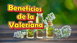 La Valeriana para que Sirve y como se Prepara Beneficios para la Salud [upl. by Papp]