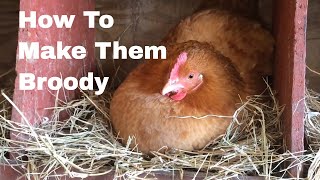 How to Make Hens Broody [upl. by Christmas]