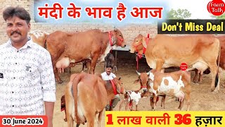 आज 1 लाख वाली 36 हज़ार में 👍 11 गाय Sahiwal Cholistani Rathi Gir Cow 👌 Cow For Sale in Rajasthan ✅ [upl. by Ahens]