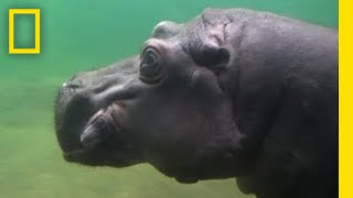 Surviving a Hippo Attack  Something Bit Me  National Geographic [upl. by Yenahpets]