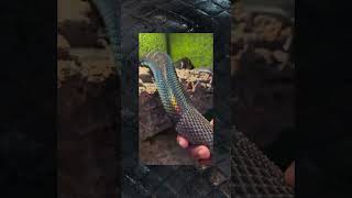 The Black Python Shedding snake shedding python satisfying asmrsounds rare shorts [upl. by Haneeja786]