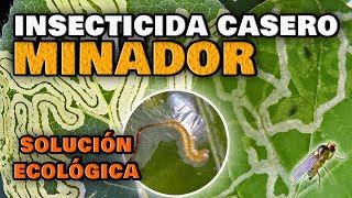 Elimina el Gusano MINADOR de las Hojas y de los Cítricos  Insecticida CASERO para Plantas [upl. by Eatton]