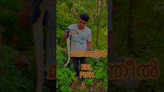 EEL FISH  മലിഞ്ഞീൽ😱 eel fish fishtank petlover fishmarket [upl. by Lean]