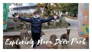 Exploring Nara Deer Park in Winter  Japan Vlog [upl. by Neeoma]