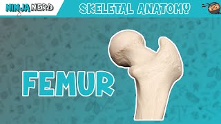 Femur Anatomy [upl. by Haisa746]