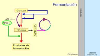 Metabolismo microbiano 05 Quimioorganotrofos fermentadores [upl. by Wagner768]