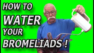 How To Water Your Bromeliads [upl. by Proulx]